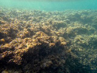 Vista subacquea della barriera corallina, Foto subacquea del fondale marino,