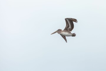 Beautiful view of the California brown pelican (Pelecanus occidentalis californicus) in flight