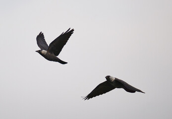 Crow in flight