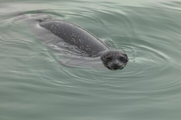 California sea lion (Zalophus californianus) in the water