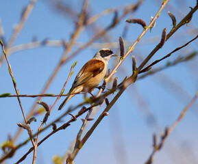 Penduline tit building a nest