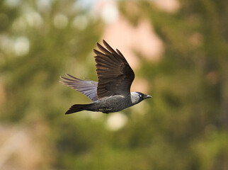 Crow in flight