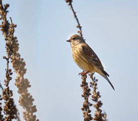 Common linnet bird perched