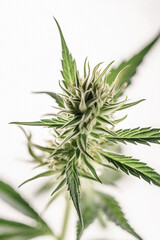 Fototapeta premium The Beauty of Cannabis: A Stunning Close-Up of a Sativa Bud on a White Background