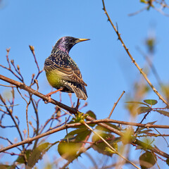 Starling bird perched in a bush