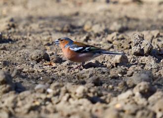 European chaffinch in the forest