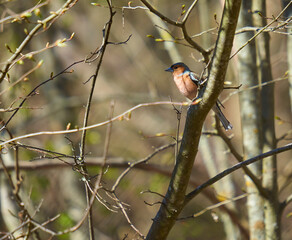 European chaffinch in the forest