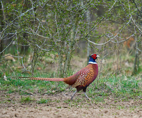 Male pheasant in the forest
