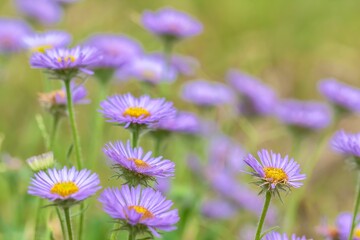 Selective focus shot of seaside daisies (Erigeron glaucus)