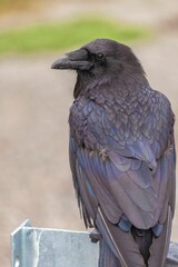 Closeup shot of a black single common raven in the blurred background.