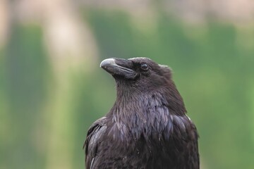 Portrait of a common raven (Corvus corax principalis)