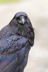 Closeup shot of a single black common raven in the blurred background.