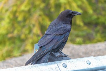 Closeup shot of a single black common raven in the blurred background.