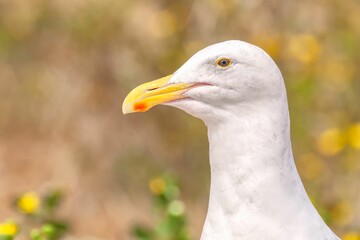 Closeup shot of a white western gull with a yellow beak in the blurred background.