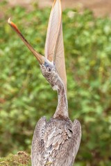 Closeup shot of a single Galapagos Brown Pelican in the blurred background.
