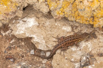 High-angle shot of a single brown Common side-blotched lizard
on the rocks.