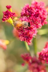Vertical selective focus macro view of a honey bee on a red-flowered buckwheat