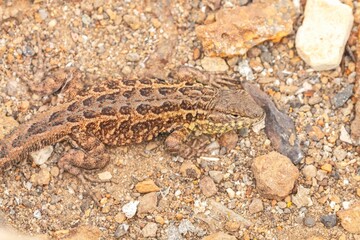 Closeup shot of a common side-blotched lizard outdoors