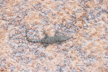 Common wall gecko or Tarentola mauritanica on a wall.
