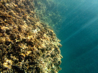 Vista subacquea del fondale marino con coralli e alghe © bellux