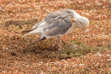 Western gull (Larus occidentalis) is preening its feathers