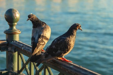 View of beautiful rock pigeons (Columba livia) on a metal fence