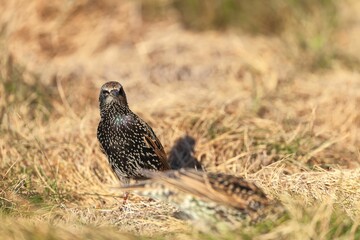 Beautiful common starling (Sturnus vulgaris) on dry grass during sunrise