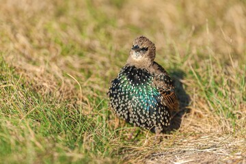 Beautiful common starling (Sturnus vulgaris) on dry grass during sunrise