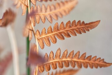 Close up of brown fern leaves during autumn on blur gray background