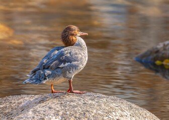 Close-up shot of common merganser sitting on a stone by a waterhole, bokeh background