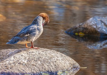 Close-up shot of common merganser sitting on a stone by a waterhole, bokeh background