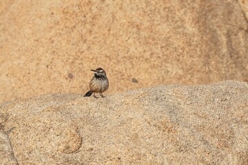 Close-up shot of a cactus wren standing on a rock in a sunny day
