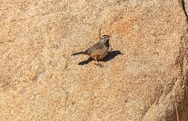 Close-up shot of a cactus wren standing on a rock in a sunny day