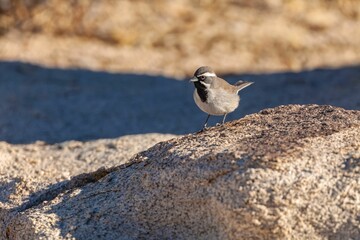 Closeup shot of a single small black throated sparrow brid on a rock.