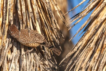 Close-up shot of a cactus wren on a dry plant with a bokeh background