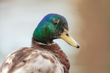 Close-up shot of a mallard with a bokeh background