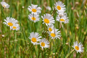 Delicate daisy flowers blooming in a spring garden