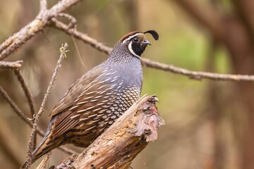 Close-up shot of a California quail perched on a dry tree branch in a forest with bokeh background