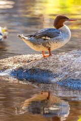 Close-up shot of common merganser sitting on a stone by a waterhole, bokeh background