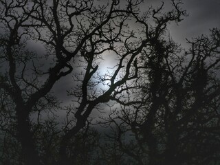 Silhouette of tree branches on a moonlit night in the park.