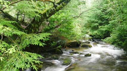 Obraz premium Long exposure shot of a stream in the forest.