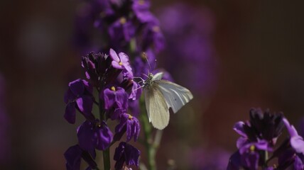 Closeup shot of a butterfly on a purple flower.