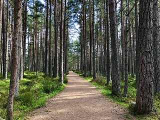 Fototapeta premium Path through a pine forest.