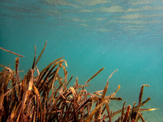 Veduta subacquea del fondale marino con alghe e pesciolini