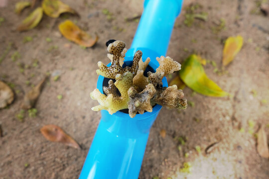 Coral restoration program in Thailand, also known as Coral Rehabilitation or Coral propagation.