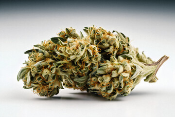 Up Close and Personal: A High-Resolution Photograph of a Marijuana Sativa Bud on a White Background