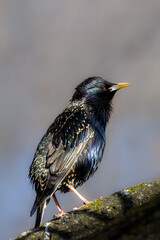 Common starling sitting on a branch facing right. Glare in eye, sunlitfrom front