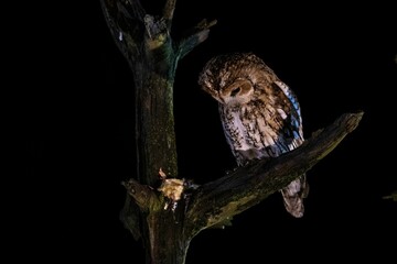 Tawny owl perched on the tree branch on the black background