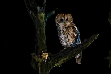 Tawny owl perched on the branch of a tree on the background of the dark night sky