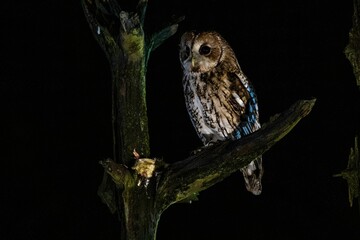 Tawny owl perched on the branch of a tree on the background of the dark night sky